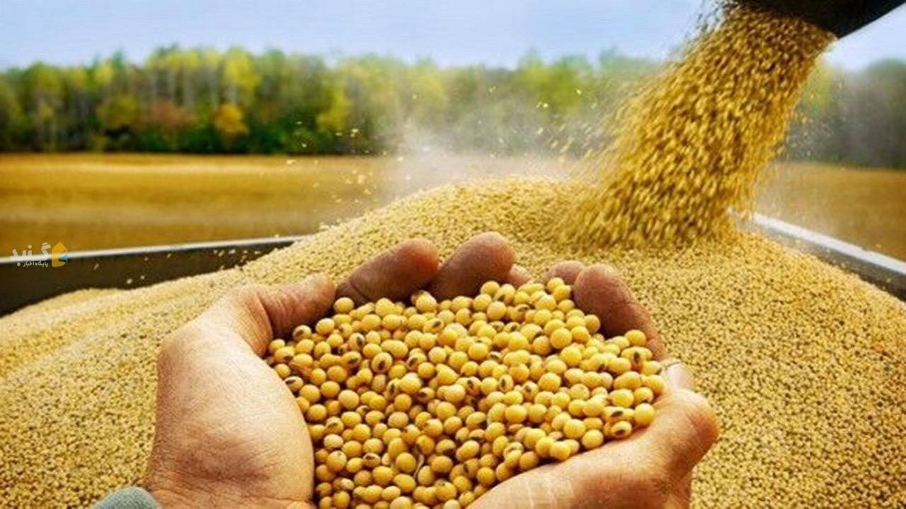 افزایش ۱/۵ برابری کل بذر تامین شده سویا در گلستان