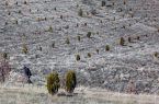 ۱۰۰ هکتار عرصه برای درختکاری در گنبدکاووس شناسایی شد