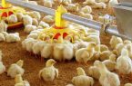 صنعت پرورش مرغ گلستان در کشور پیشتاز است