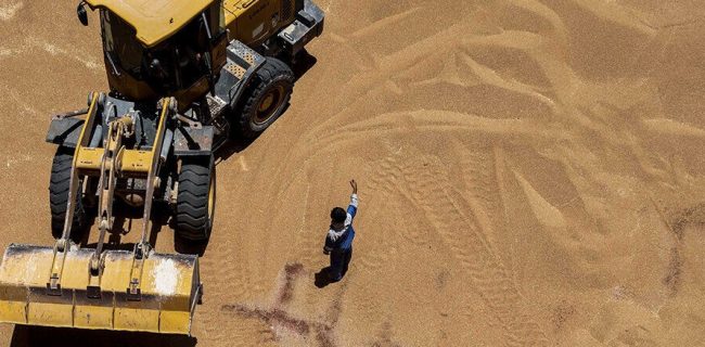 ۵۰ درصد بذر گندم موردنیاز کشت پاییزه کشاورزان گلستان تامین شد