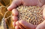 خرید ۲ هزار و ۵۰۰ تن بذر گندم از پیمانکاران تکثیری