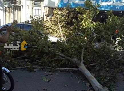افتادن درخت روی خودروی پژو در خیابان فردوسی گنبد خسارت بار آورد +عکس
