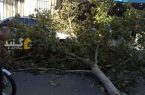 افتادن درخت روی خودروی پژو در خیابان فردوسی گنبد خسارت بار آورد +عکس