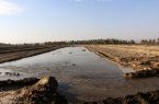 ۸۷ مورد آبیاری مزارع با آب‌های آلوده در گلستان شناسایی شد