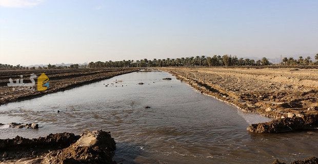 ۸۷ مورد آبیاری مزارع با آب‌های آلوده در گلستان شناسایی شد