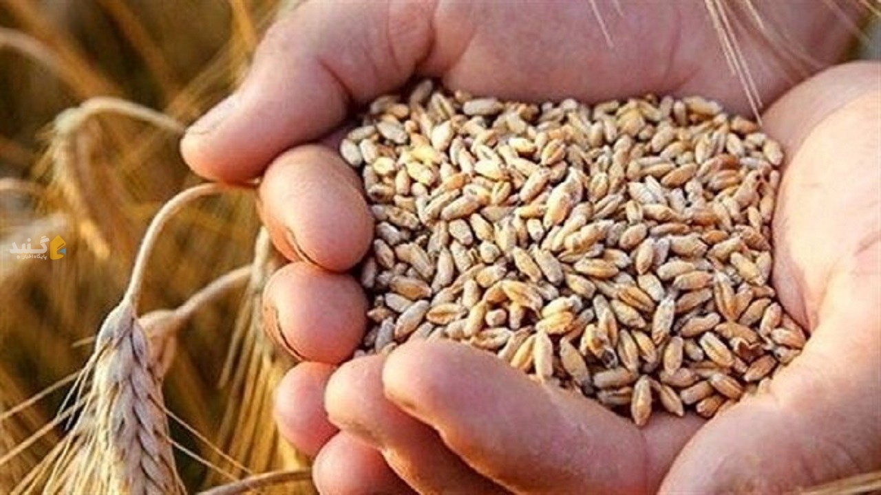 مطالبات کشاورزان بذرکار گلستانی پرداخت شد