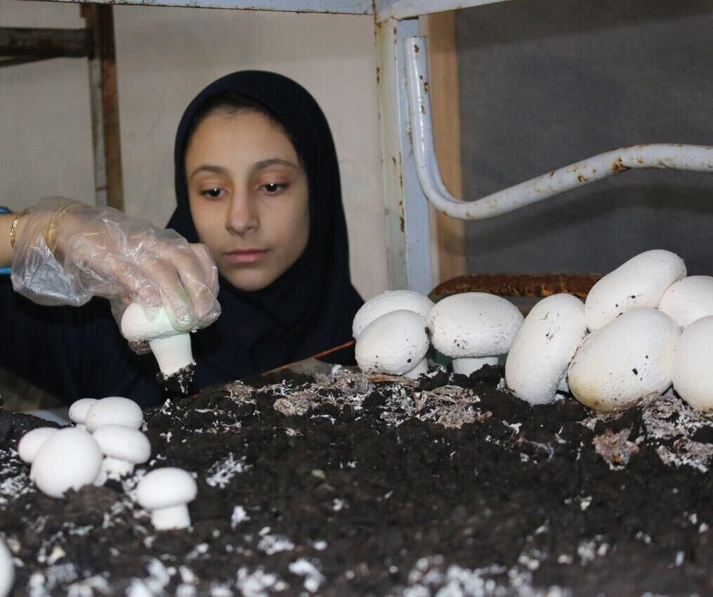 ارائه آموزش‌ مهارتی در روستاهای گنبدکاووس سه برابر بیشتر شد