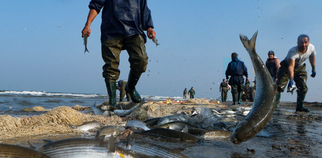 پیش‌بینی برداشت یک هزار و ۵۰۰ تن ماهی در گلستان