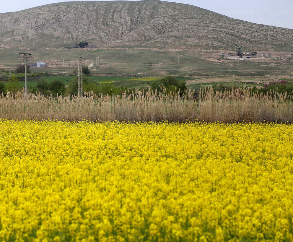 کلزا مناسبت‌ترین زراعت برای کشت پاییزه در گلستان است