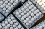 پنج هزار و ۸۰۰ تن تخم مرغ و خوراک آبزیان از گنبدکاووس صادر شد
