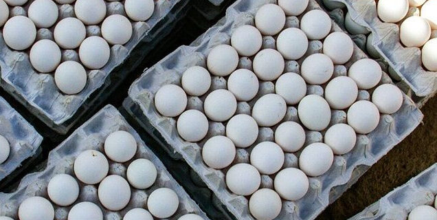 پنج هزار و ۸۰۰ تن تخم مرغ و خوراک آبزیان از گنبدکاووس صادر شد