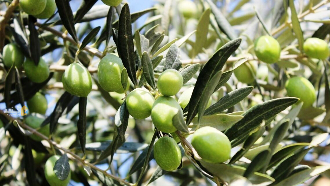 باغداران گلستان پنج هزار تُن زیتون تولید کردند