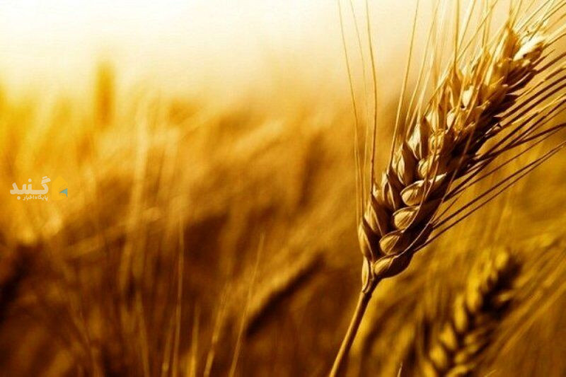 ۱۰۸ هزار هکتار زمین‌ در گلستان زیرپوشش کشت قراردادی گندم رفت
