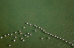 لایروبی کانال آشور، صدها هزار پرنده مهاجر را به خلیج گرگان بازگرداند