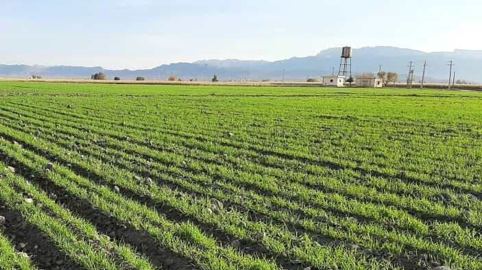 ۸۵ درصد زراعت پاییزه در گلستان کشت شد