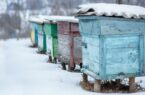 توصیه‌های دامپزشکی به زنبورداران برای پیشگیری از خسارت سرما