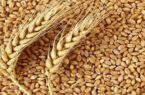 ۹۵ درصد بذر مصرفی گندمکاران گلستان تولید داخل است