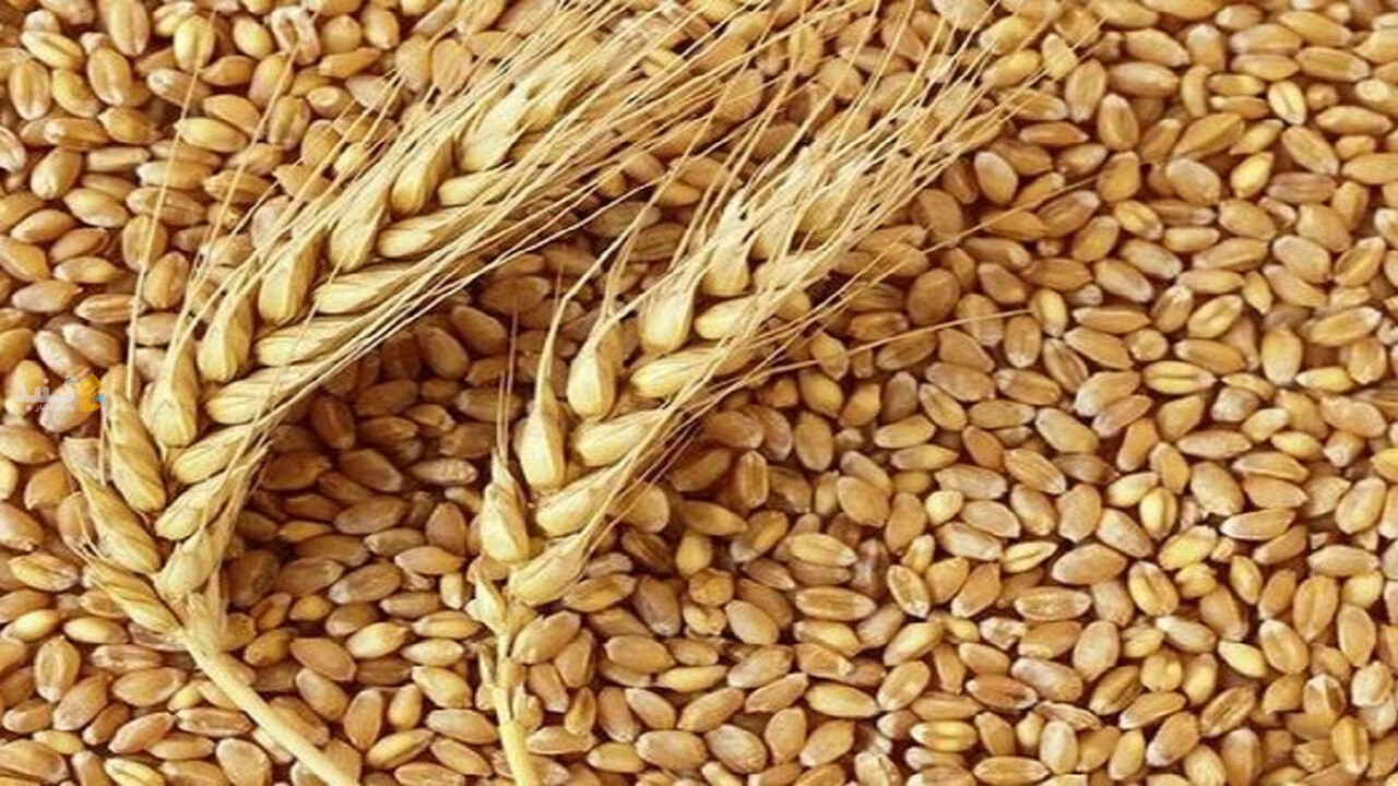 ۹۵ درصد بذر مصرفی گندمکاران گلستان تولید داخل است