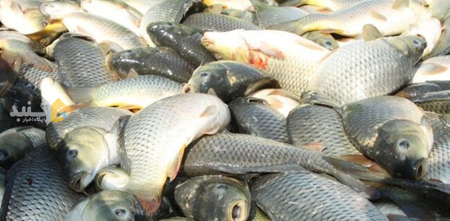 صید ۱۳۰ تن انواع ماهی استخوانی از خزر