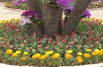 گلباران گنبدکاووس با کاشت ۲ میلیون گل بهاری