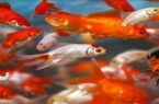 هشدار دامپزشکی گلستان در مورد رها سازی ماهی قرمز در آب های آزاد