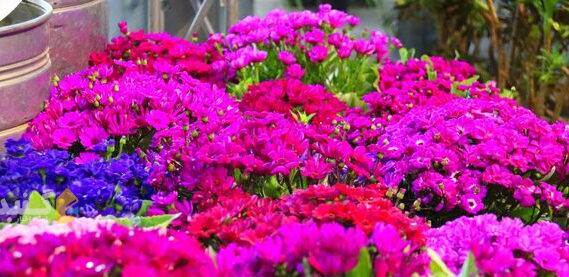 افزایش ۲۵ درصدی تولید گل و گیاه زینتی در گلستان