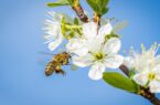 افزایش ۳۰ درصدی محصول باغ‌ها با گرده افشانی زنبور عسل