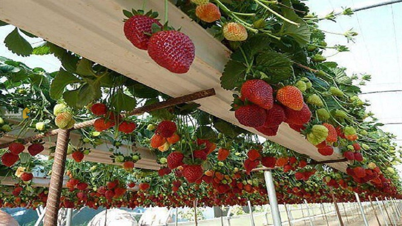 محصولات گلخانه‌ای گلستان به ۱۰ کشور صادر می‌شود