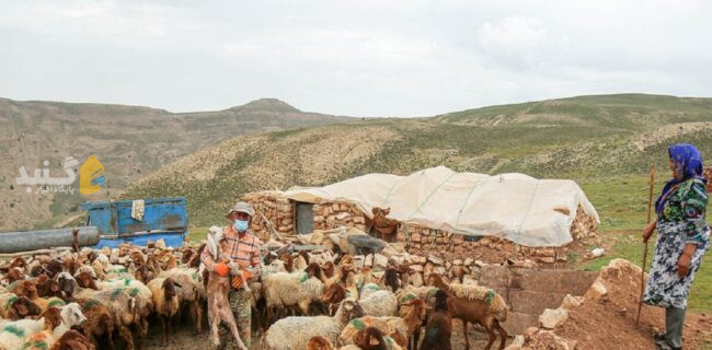 ۲۴۰ میلیارد ریال تسهیلات پرواربندی به عشایر گلستان پرداخت شد