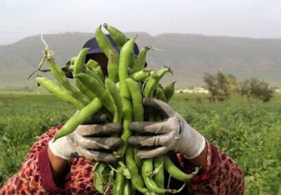 پیش بینی تولید بیش از ۲۴ هزار تن باقلا در گلستان