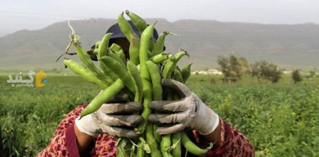 پیش بینی تولید بیش از ۲۴ هزار تن باقلا در گلستان