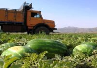 کشاورزان از ناوگان شرکت‌های حمل و نقل مجاز در گلستان استفاده کنند