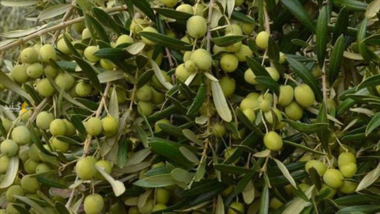 شکوفایی اقتصاد گلستان با گسترش باغ‌های زیتون