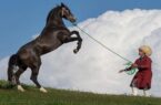 نمایش ۱۵۲ سَر اسب از ۱۳ استان در جشنواره ملی زیبایی اسب اصیل ترکمن