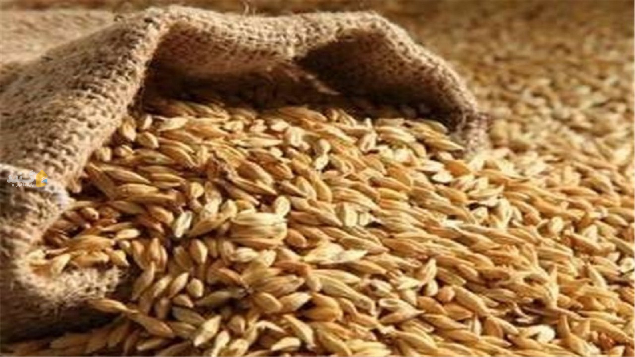 آغاز به کار ۳۰ مرکز خرید تضمینی گندم در گلستان