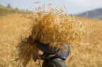 تولید گندم در گلستان در آستانه ثبت رکوردی جدید