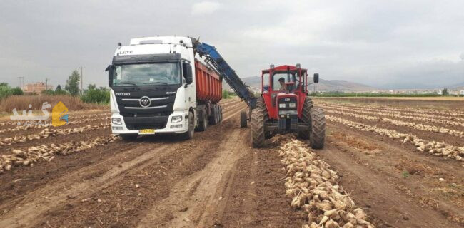 پیش بینی برداشت ۱۸۰ هزار تن چغندرقند در گلستان