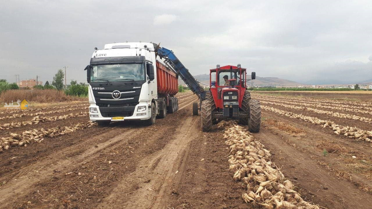 پیش بینی برداشت ۱۸۰ هزار تن چغندرقند در گلستان