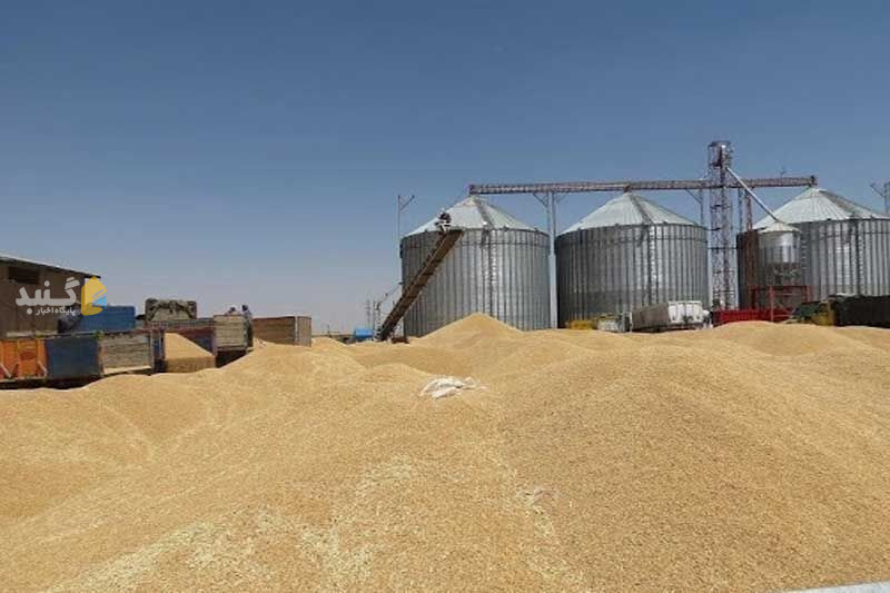 پول گندمکاران گنبدکاووس و استان گلستان کی واریز می شود؟