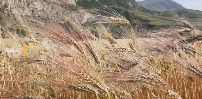 ۸۲ هزار و ۳۵۰ میلیارد ریال مطالبات گندمکاران گلستان پرداخت شد