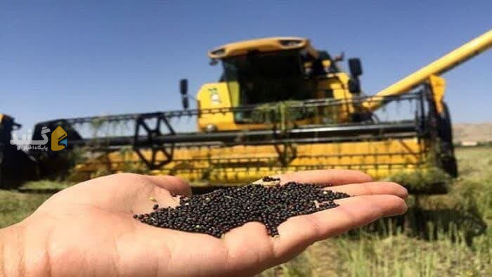 سرنوشت محصول پنبه در سرزمین طلای سفید در انتظار کلزاکاران