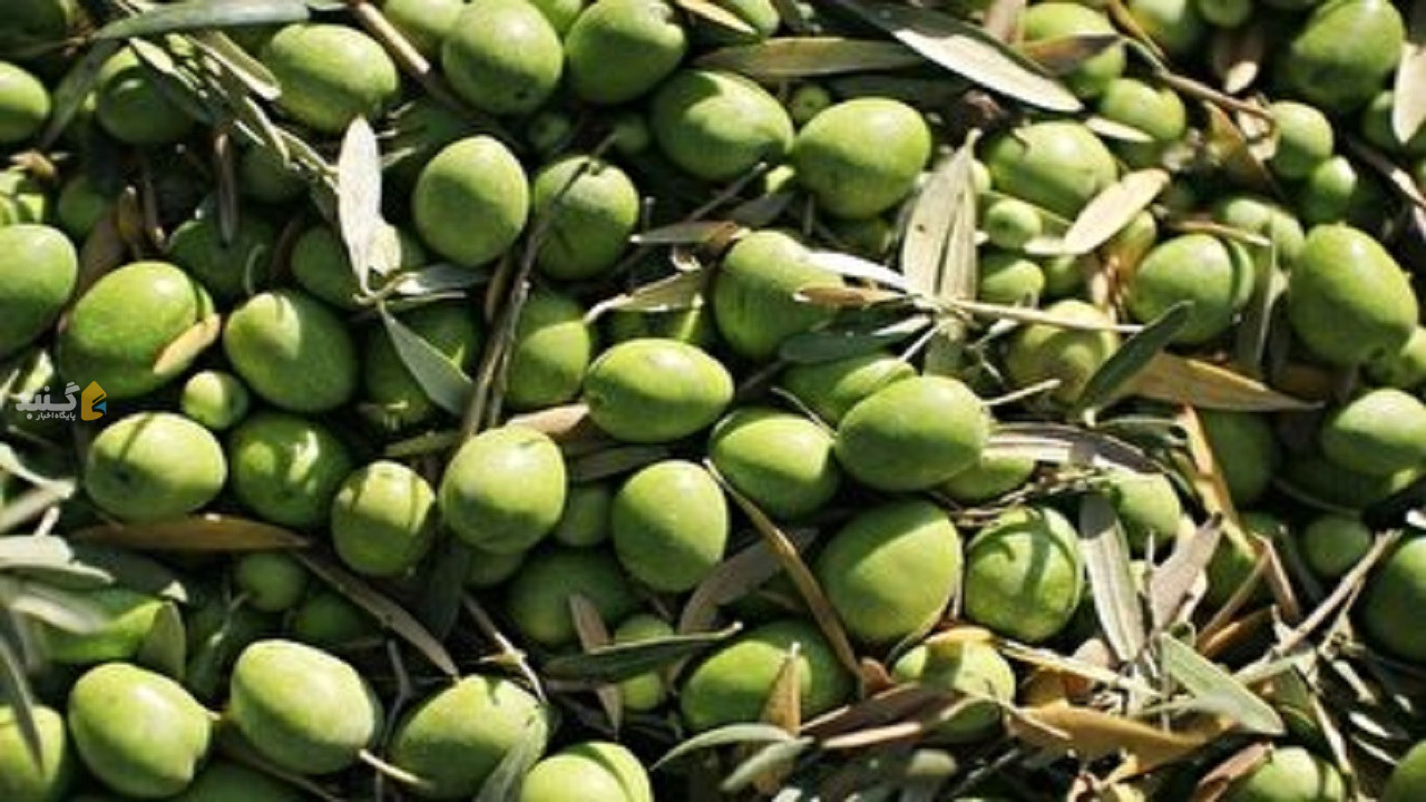 پیش بینی افزایش ۲ برابری برداشت زیتون در گلستان