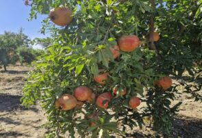 همت بازنشسته‌ای که زمینش را به گلستانی از انار تبدیل کرد