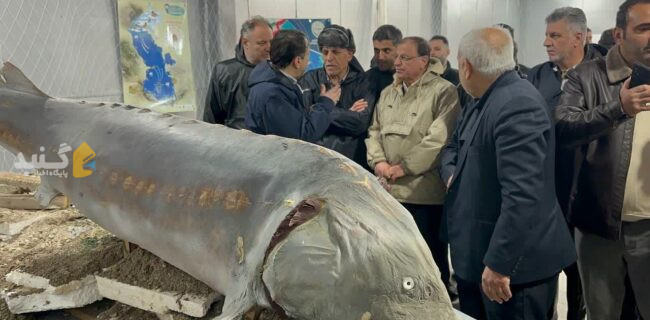 بازدید نماینده رییس جمهور از موزه ماهیان خاویاری آشوراده