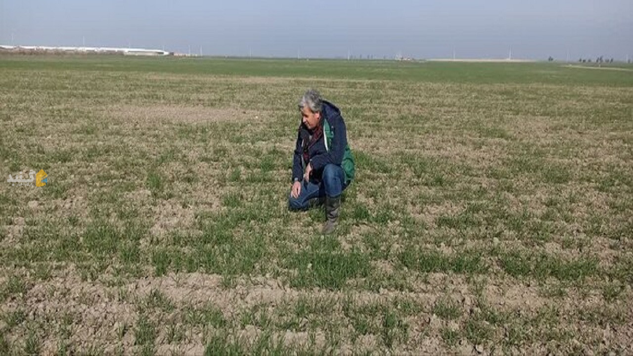 آژیر قرمز آبیاری مزارع گندم و جو در گلستان به صدا درآمد