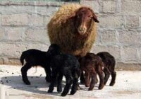 اجرای موفق چندقلوزایی دام در استان با تلاش پژوهشگران گلستانی اجرای موفق چندقلوزایی دام در استان با تلاش پژوهشگران گلستانی