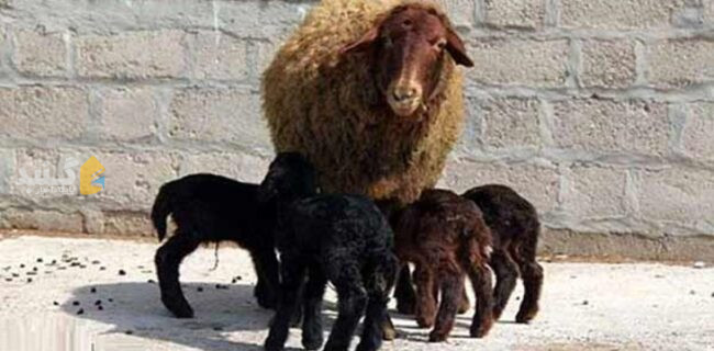اجرای موفق چندقلوزایی دام در استان با تلاش پژوهشگران گلستانی