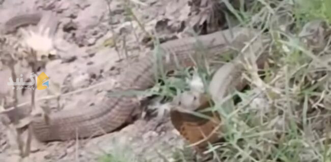 مشاهده مار کبرا بزرگ در طبیعت اطراف گالیکش+یادآوری نکته‌ای مهم به همشهریان