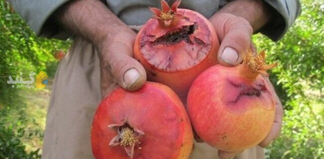 هشدار به باغداران گلستانی، آفت مگس مدیترانه‌ای در کمین میوه‌های پاییزی