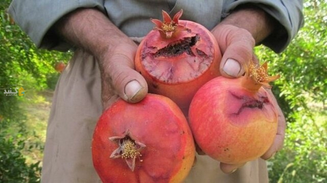 هشدار به باغداران گلستانی، آفت مگس مدیترانه‌ای در کمین میوه‌های پاییزی